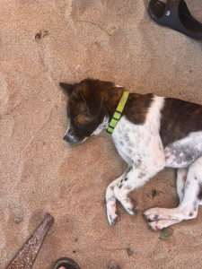 Photo de galerie - Garde d’un petit chien 