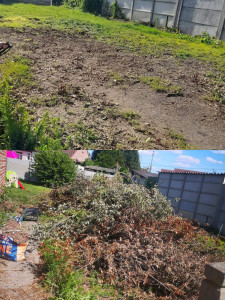 Photo de galerie - Taille de haies et d'arbustes