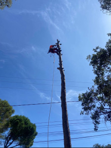 Photo de galerie - Elagage et coupe d'arbres