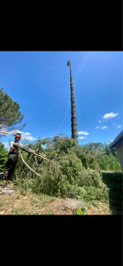 Photo de galerie - Elagage et coupe d'arbres