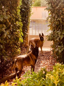 Photo de galerie - Garde animaux