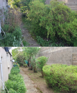 Photo de galerie - Nettoyage de plusieurs arbustes au sécateur...