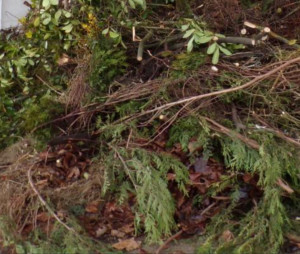 Photo de galerie - évacuation végétaux 