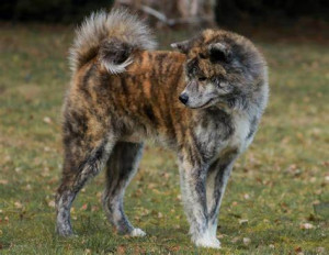 Photo de galerie - Le panache et la prestance .