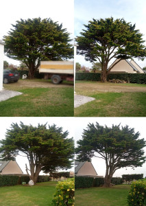 Photo de galerie - Taille de cyprès