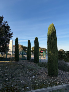 Photo de galerie - Taille de cyprès de Provence 