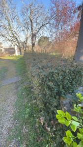 Photo de galerie - Taille de haies et d'arbustes