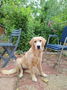 Photo de galerie - Garde de chien a domicile avec 300m de terrain chez nous et une balade en forêt a moins de 100metre idéale pour les balades des toutou ?‍?
