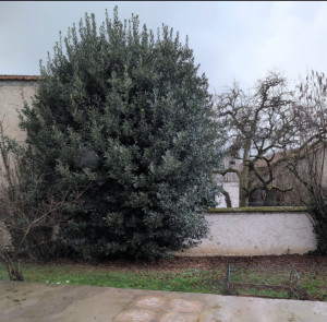 Photo de galerie - Elagage et coupe d'arbres