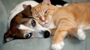 Photo de galerie - Chien et chat câlin sur canapé