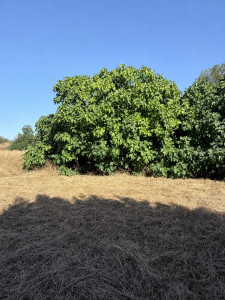 Photo de galerie - Elagage et coupe d'arbres