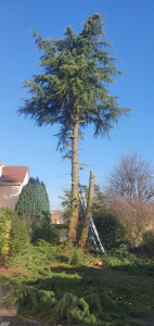 Photo de galerie - Abattage d'un cèdre 