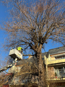 Photo de galerie - Elagage et coupe d'arbres
