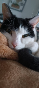 Photo de galerie - Garde de chat