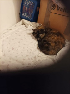 Photo de galerie - Chat que je garde pour Vos vacances où autre 