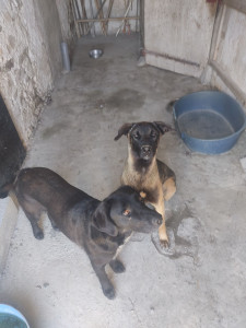 Photo de galerie - Garde de chiens 