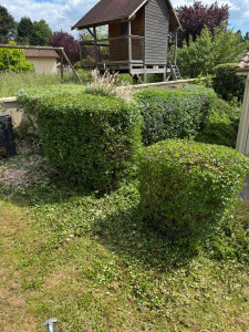 Photo de galerie - Taille de haies et d'arbustes