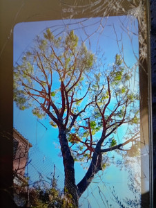 Photo de galerie - Élagage d arbre 