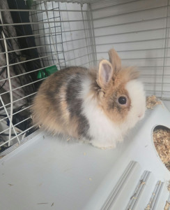 Photo de galerie - Ramses, un lapin nain adorable !