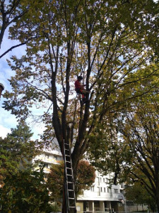 Photo de galerie - Taille de formation 