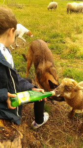 Photo de galerie - Après les devoirs, possibilité d'une rencontre et découverte de nos différents animaux pour éveiller et distraire vos enfants