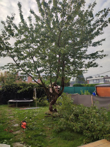 Photo de galerie - élagage 