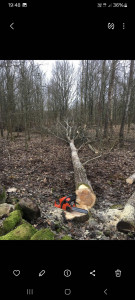 Photo de galerie - Abattage d'un arbre