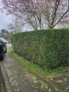 Photo de galerie - Taille de haies et d'arbustes