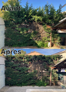 Photo de galerie - Taille de haies et d'arbustes