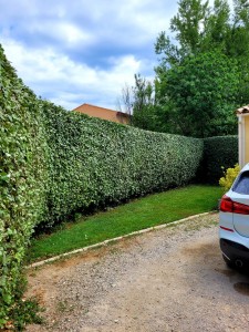 Photo de galerie - Taille d'entretien d'une haie d'eleagnus 
