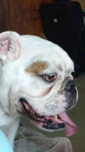 Photo de galerie - Garde Bouledogue anglais 