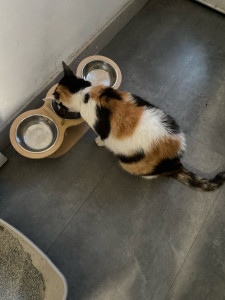 Photo de galerie - Garde animaux