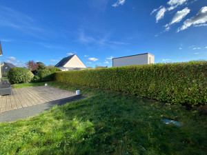 Photo de galerie - Taille d’arbustes variés et de haies de Griselinia Littoralis