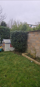 Photo de galerie - Taille de haies et d'arbustes