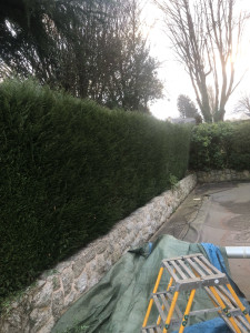 Photo de galerie - Taille de haies et d'arbustes