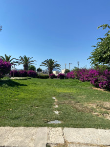 Photo de galerie - Tonte 