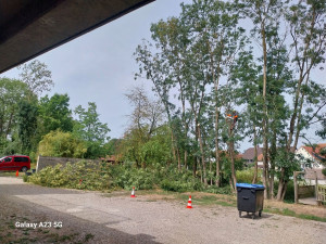 Photo de galerie - Elagage et coupe d'arbres