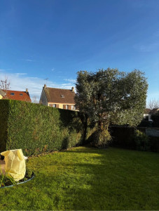 Photo de galerie - Taille haie es Olivier 