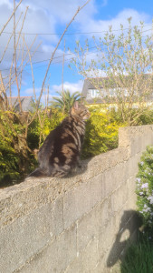 Photo de galerie - Gardé de chat