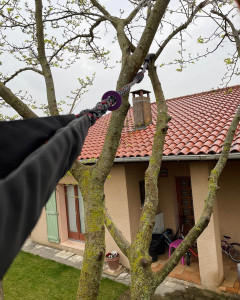 Photo de galerie - Elagage et coupe d'arbres