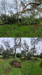 Photo de galerie - Élagage Mimosa & Bouleau 