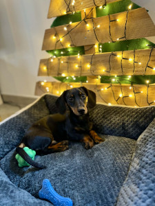 Photo de galerie - Pendant la garde d'Émile, jeune chiot Teckel de 5 mois 