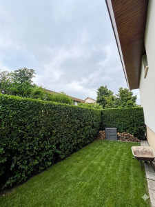 Photo de galerie - Taille de haies et d'arbustes