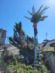 Photo de galerie - Abattage délicat d'un cyprès devenu trop.