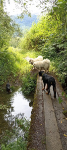 Photo de galerie - Garde chien