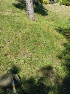 Photo de galerie - Tonte de pelouse - Débroussaillage