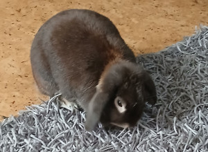 Photo de galerie - Garde d un lapin