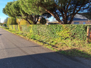 Photo de galerie - Taille de haies de mélange 