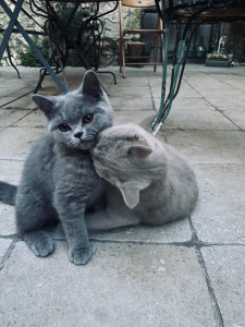 Photo de galerie - Mes deux boules de poils 