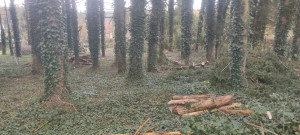 Photo de galerie - Défrichage et coupe d arbres et taille d arbustes 